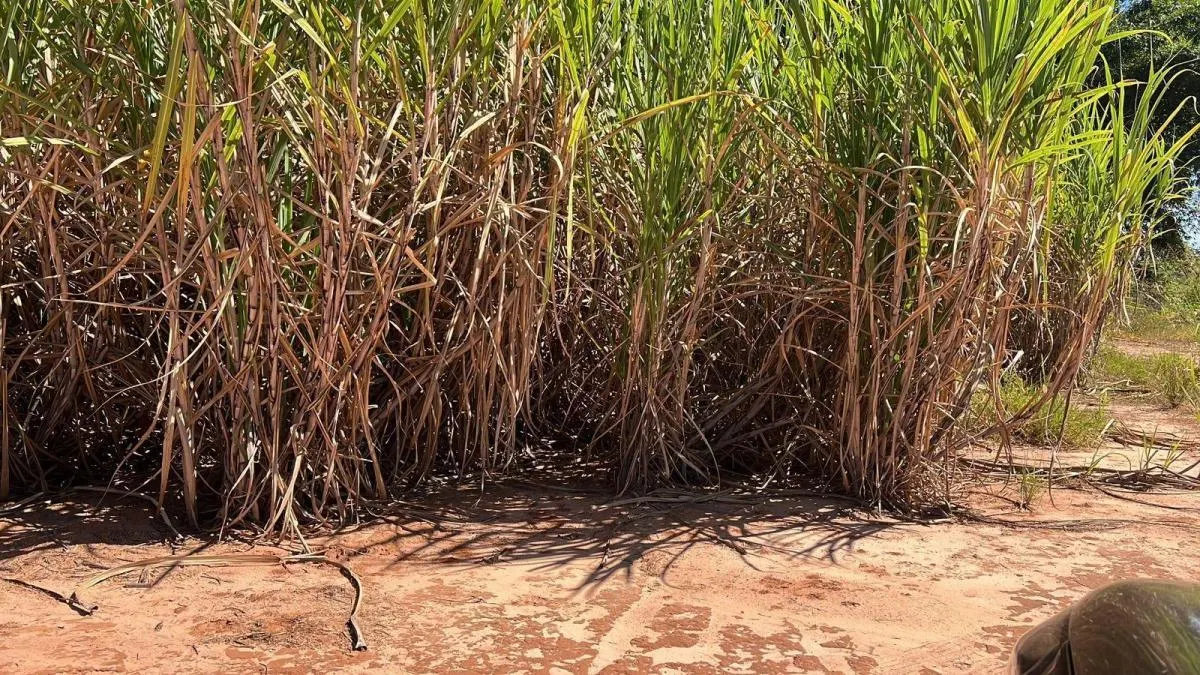 Sítio à venda de 46 ha em Araçatuba, SP, Brasil