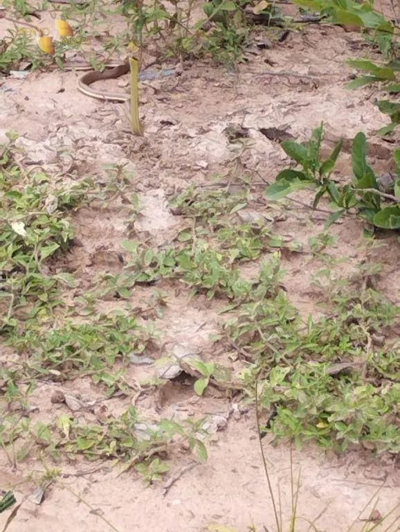 Fazenda à venda de 190 ha em Santo Antônio do Leverger, MT, Brasil