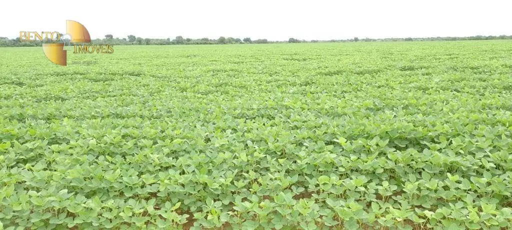 Fazenda à venda de 727 ha em Poconé, MT, Brasil