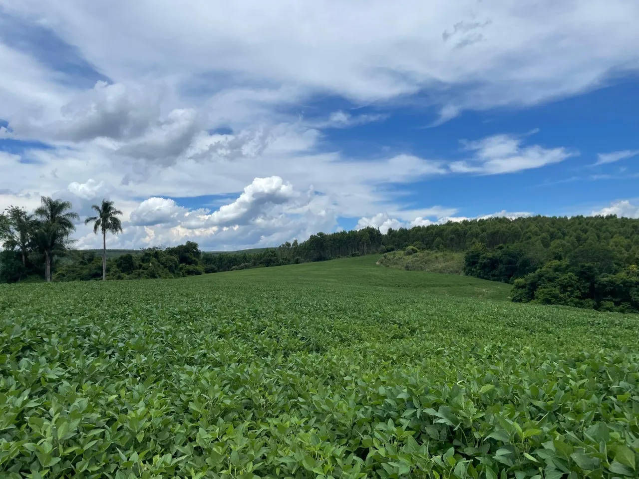 Fazenda à venda de 97 ha em Angatuba, SP, Brasil