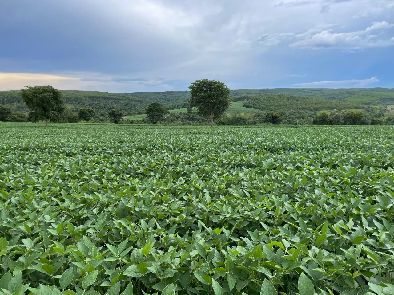 Fazenda à venda de 97 ha em Angatuba, SP, Brasil