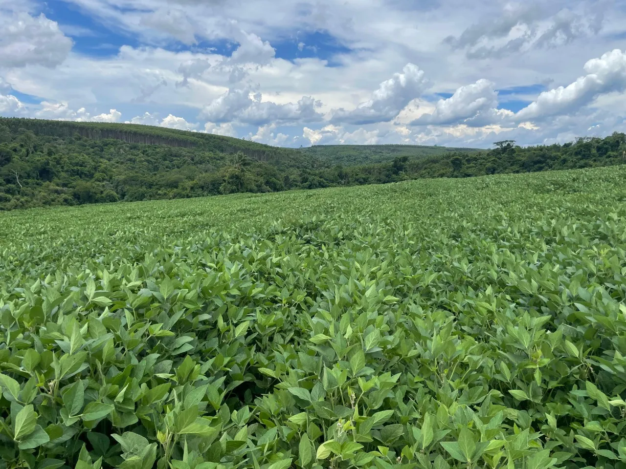 Fazenda à venda de 97 ha em Angatuba, SP, Brasil
