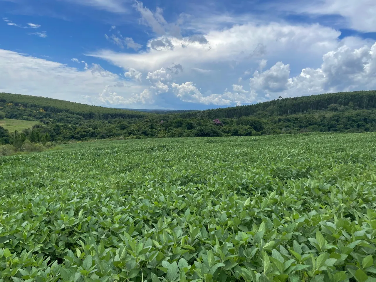 Fazenda à venda de 97 ha em Angatuba, SP, Brasil