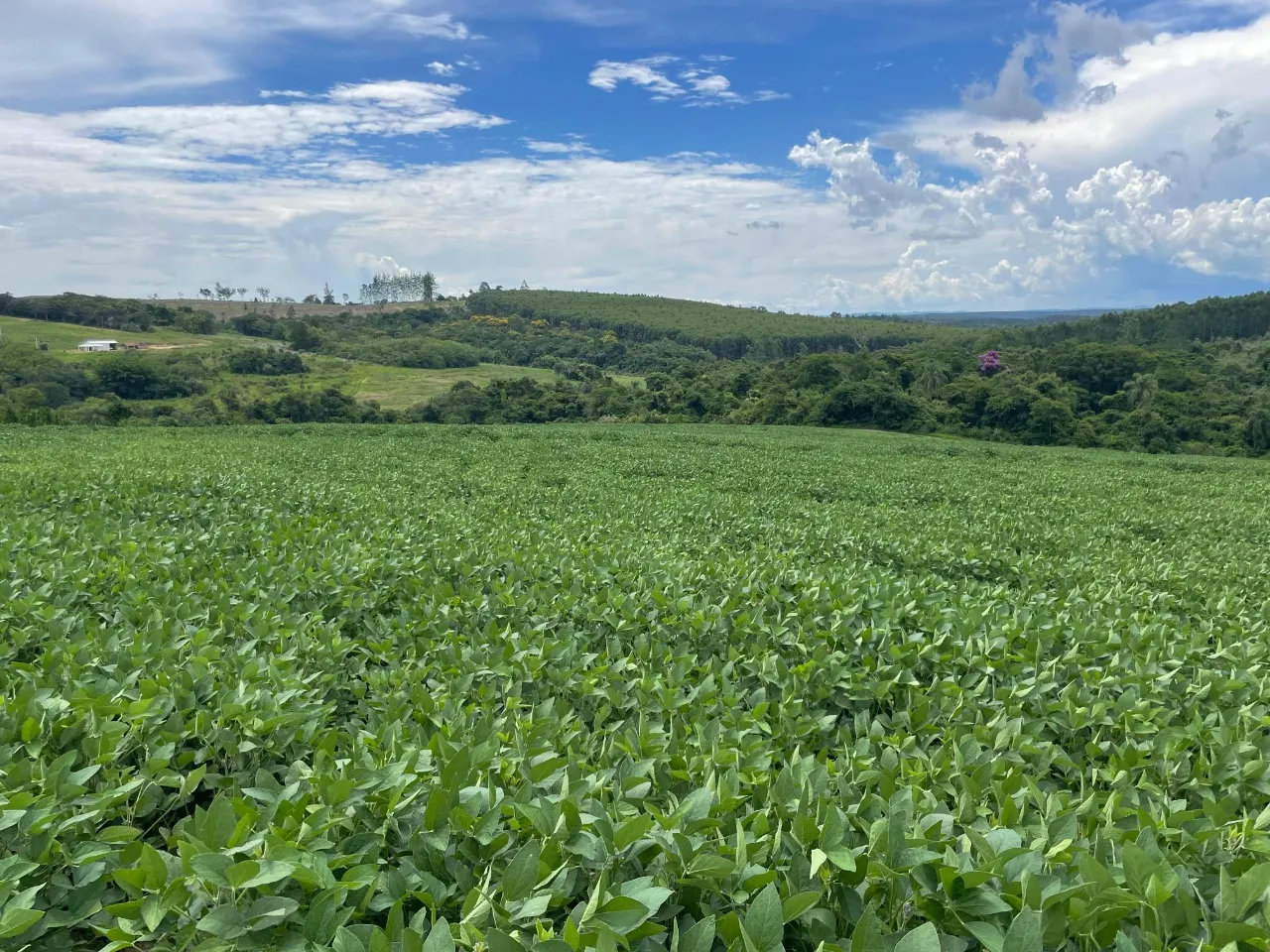 Fazenda à venda de 97 ha em Angatuba, SP, Brasil