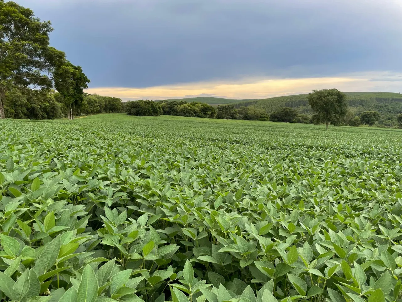 Fazenda à venda de 97 ha em Angatuba, SP, Brasil