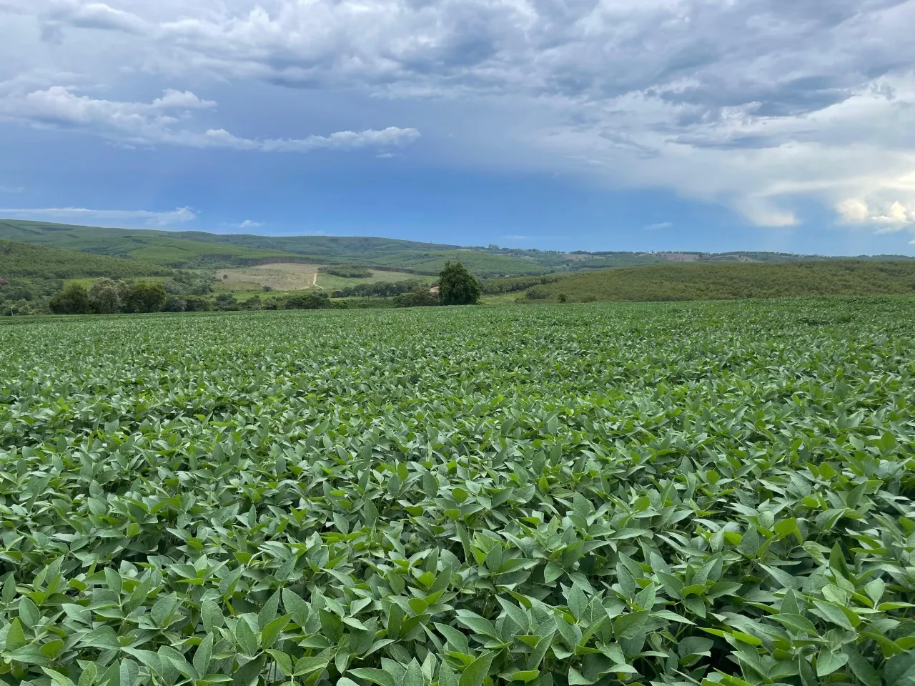 Fazenda à venda de 97 ha em Angatuba, SP, Brasil