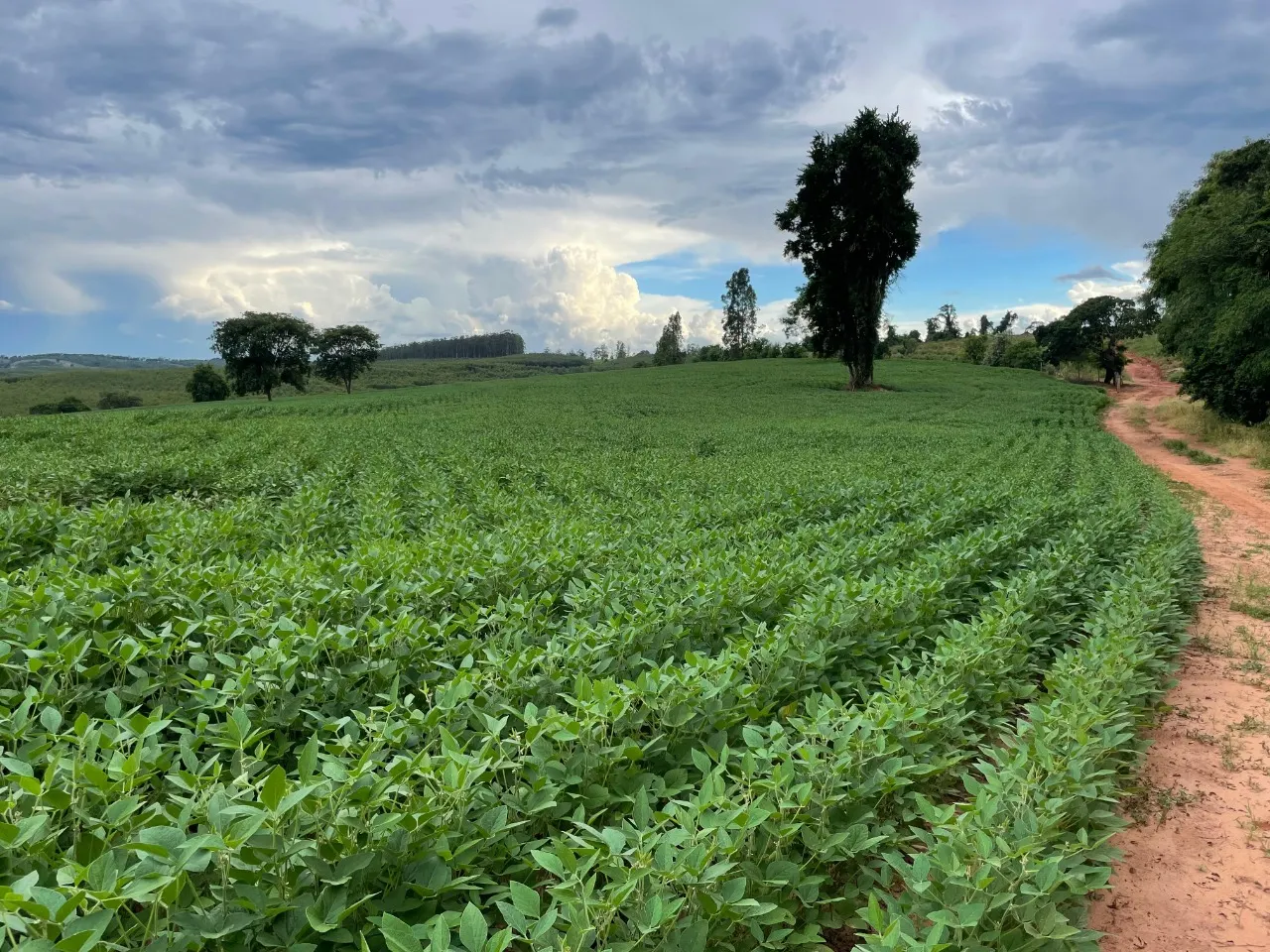 Fazenda à venda de 97 ha em Angatuba, SP, Brasil