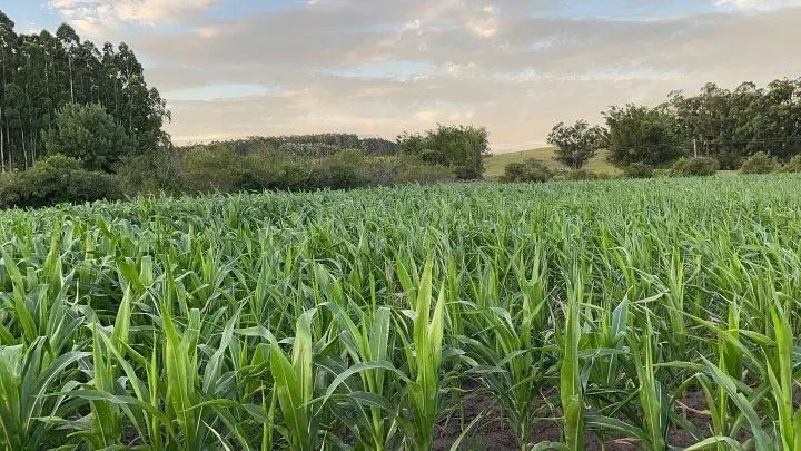 Country home for sale of 5 acres in Glorinha, RS, Brazil