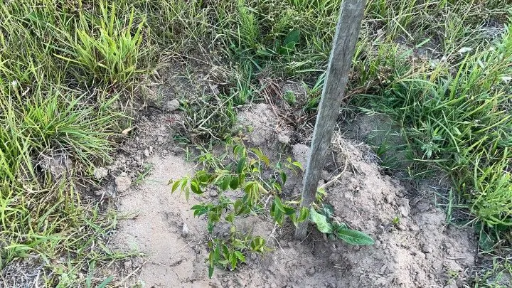 Chácara à venda de 2 ha em Glorinha, RS, Brasil