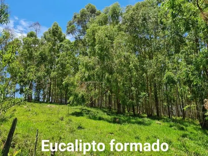 Sítio à venda de 24 ha em Itapetininga, SP, Brasil