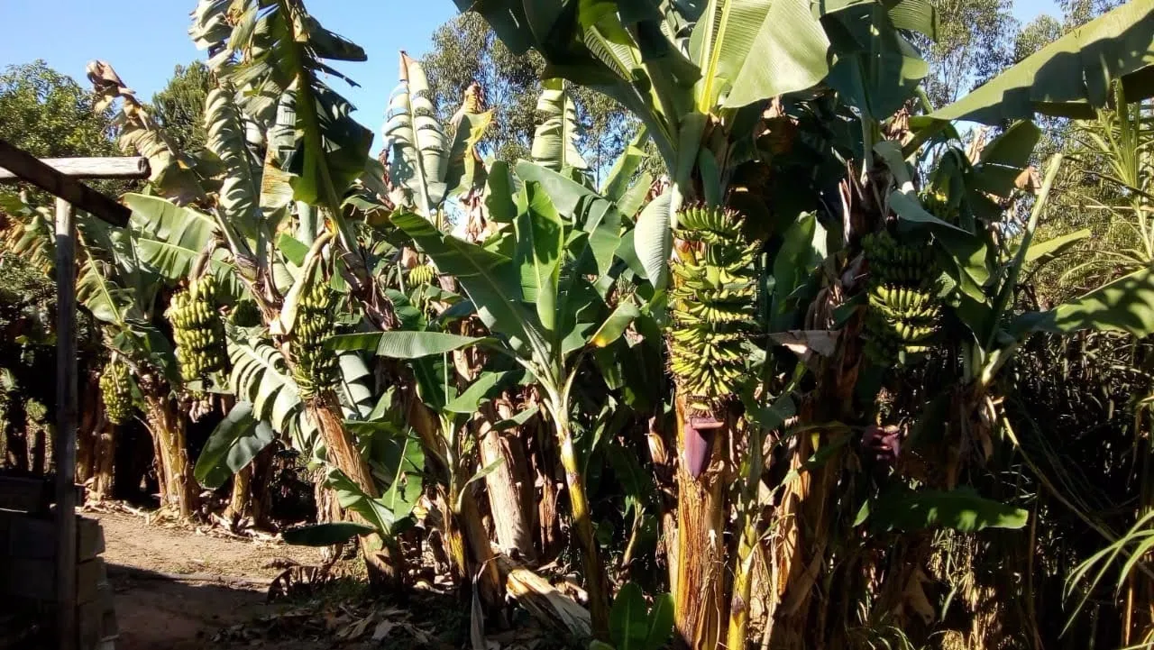 Small farm for sale of 7 acres in Igaratá, SP, Brazil