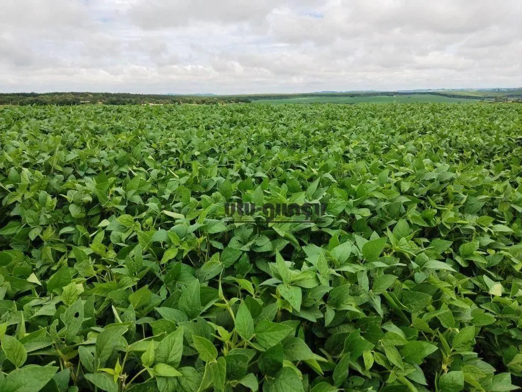 Fazenda à venda de 351 ha em Itapetininga, SP, Brasil