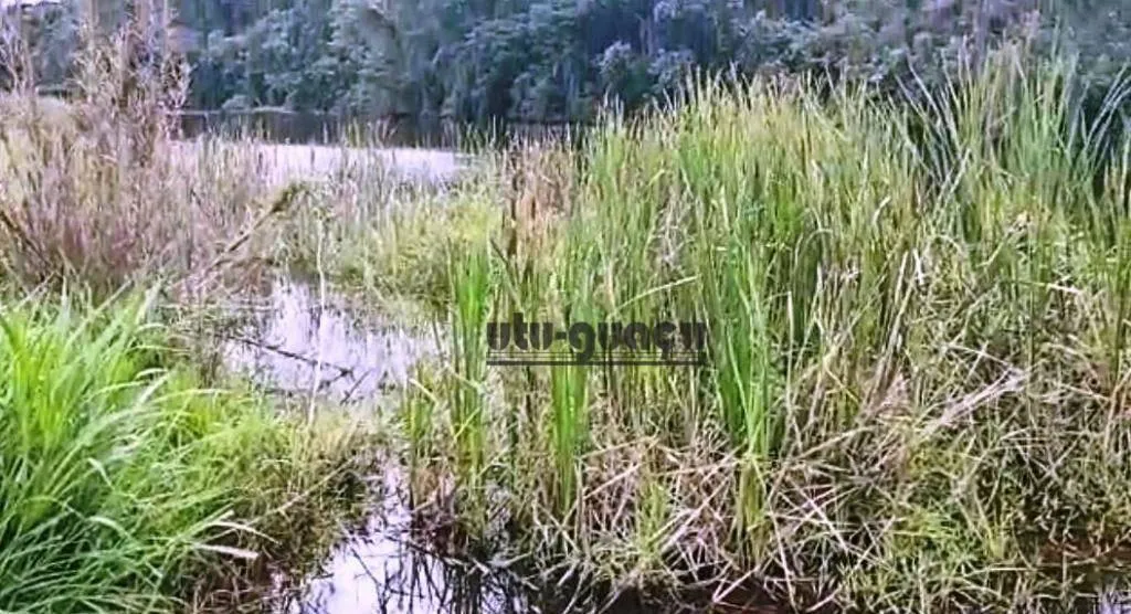 Fazenda à venda de 351 ha em Itapetininga, SP, Brasil