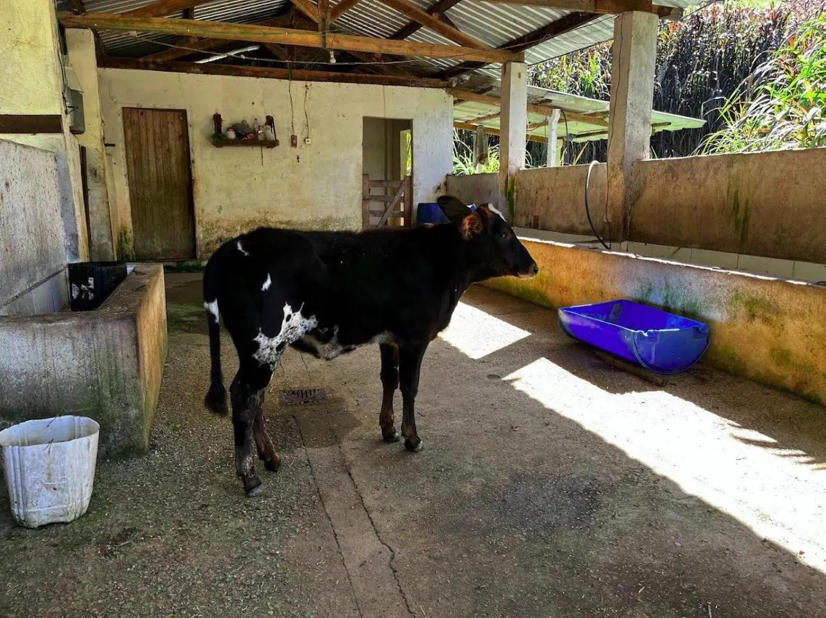 Small farm for sale of 39 acres in São Luiz do Paraitinga, SP, Brazil