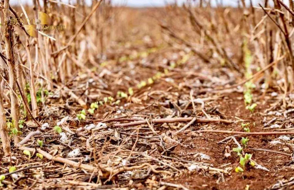 Fazenda à venda de 569 ha em Campo Novo do Parecis, MT, Brasil