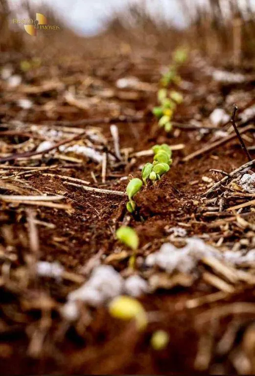 Fazenda à venda de 569 ha em Campo Novo do Parecis, MT, Brasil