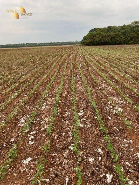 Fazenda à venda de 569 ha em Campo Novo do Parecis, MT, Brasil