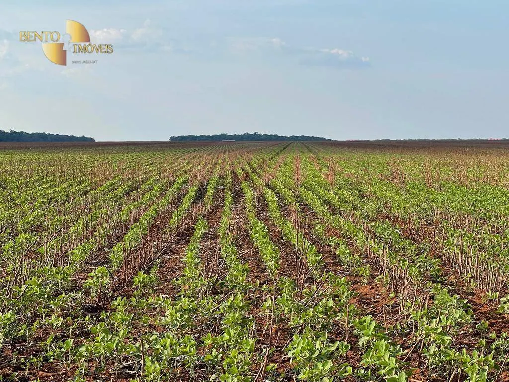 Fazenda à venda de 569 ha em Campo Novo do Parecis, MT, Brasil