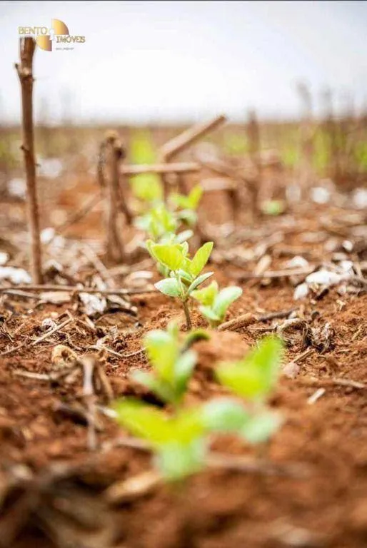 Fazenda à venda de 569 ha em Campo Novo do Parecis, MT, Brasil