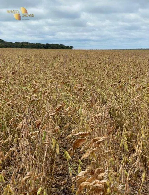 Fazenda à venda de 569 ha em Campo Novo do Parecis, MT, Brasil