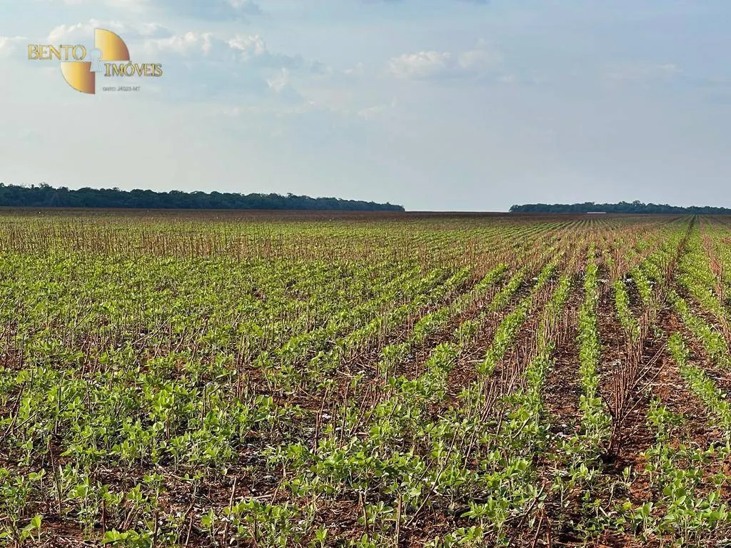 Fazenda à venda de 569 ha em Campo Novo do Parecis, MT, Brasil
