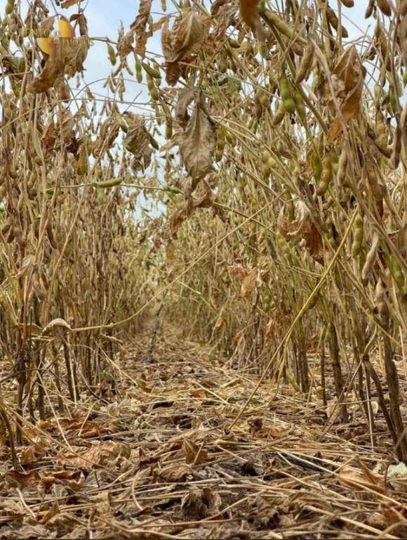 Fazenda à venda de 569 ha em Campo Novo do Parecis, MT, Brasil