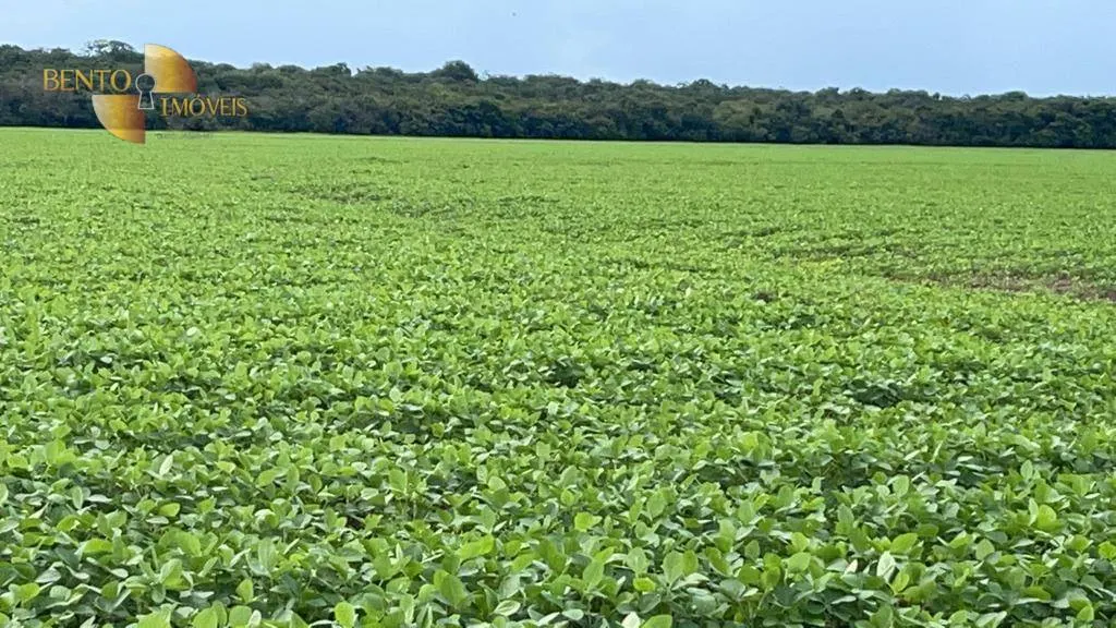 Fazenda à venda de 569 ha em Campo Novo do Parecis, MT, Brasil