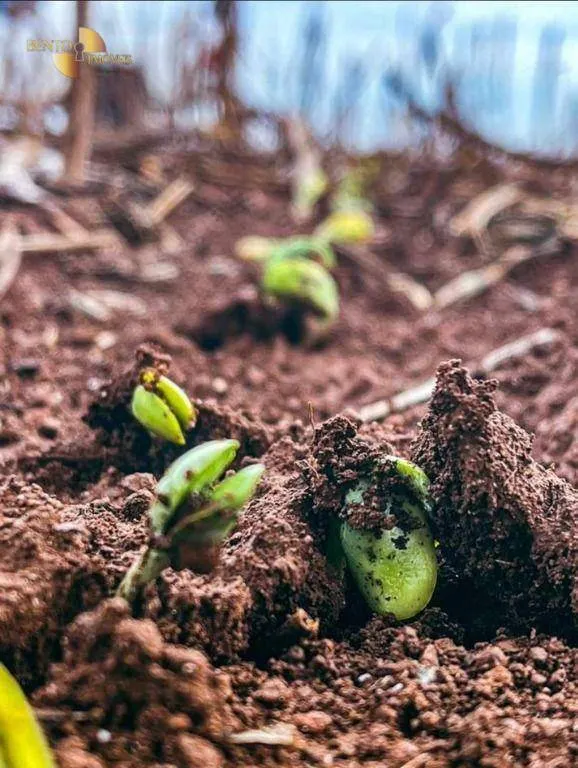 Fazenda à venda de 569 ha em Campo Novo do Parecis, MT, Brasil