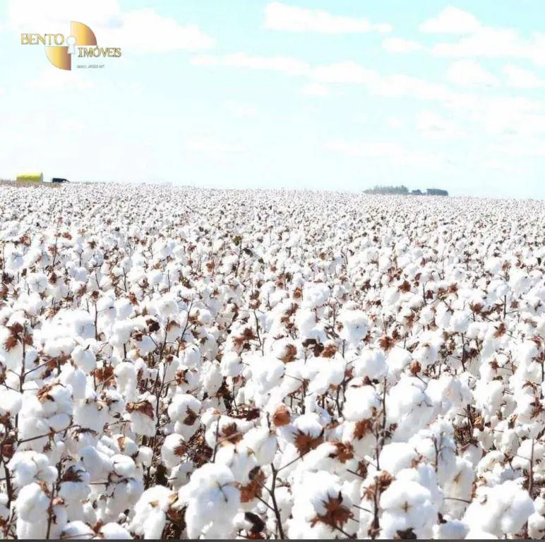 Fazenda à venda de 569 ha em Campo Novo do Parecis, MT, Brasil