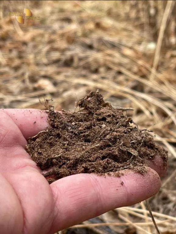 Fazenda à venda de 569 ha em Campo Novo do Parecis, MT, Brasil