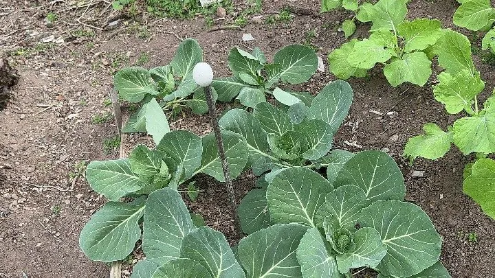 Chácara à venda de 1 ha em Taquara, RS, Brasil