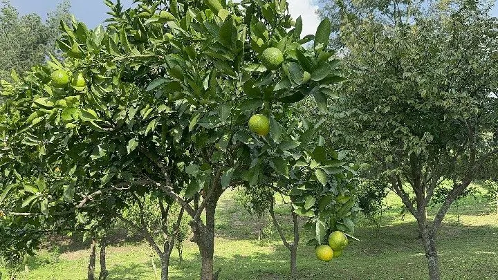 Chácara à venda de 1 ha em Taquara, RS, Brasil