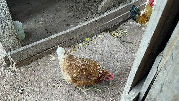 Chácara à venda de 1 ha em Taquara, RS, Brasil