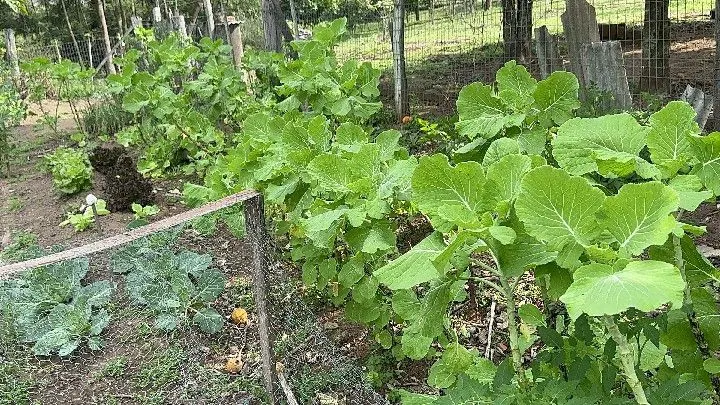 Chácara à venda de 1 ha em Taquara, RS, Brasil