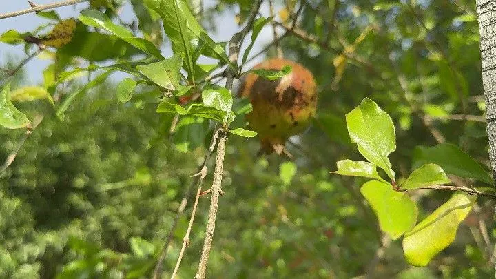 Chácara à venda de 1 ha em Taquara, RS, Brasil