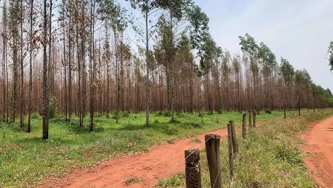 Fazenda à venda de 508 ha em Aguaí, SP, Brasil