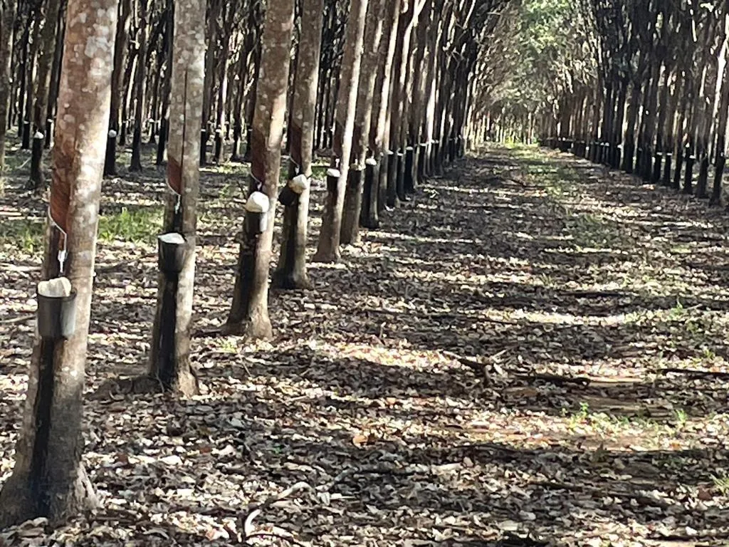Fazenda à venda de 17.125 ha em Araguaína, TO, Brasil