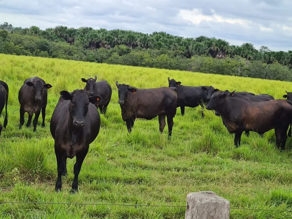 Fazenda à venda de 17.125 ha em Araguaína, TO, Brasil