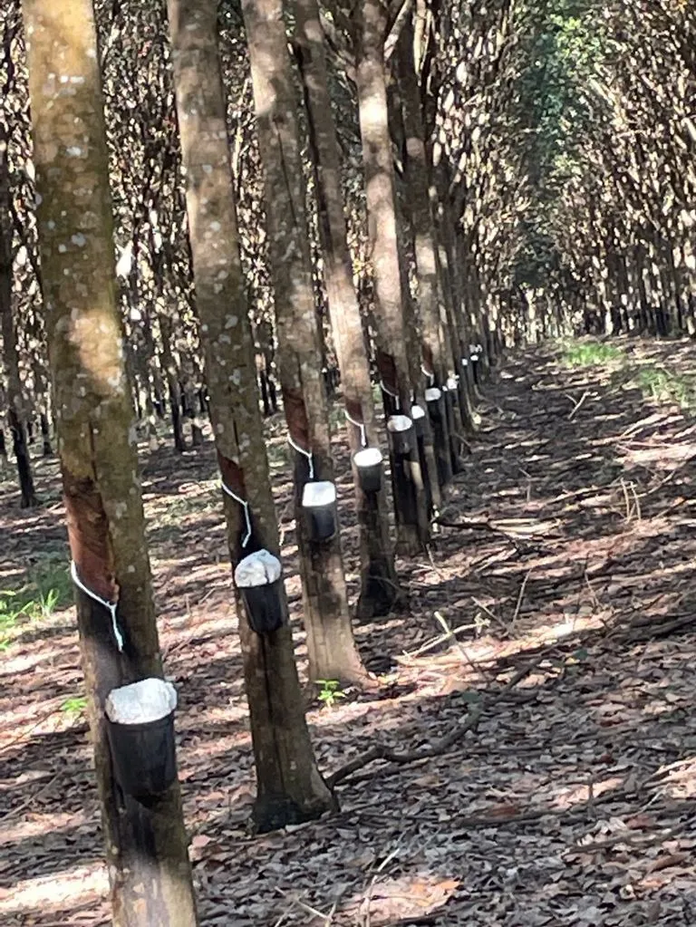 Fazenda à venda de 17.125 ha em Araguaína, TO, Brasil