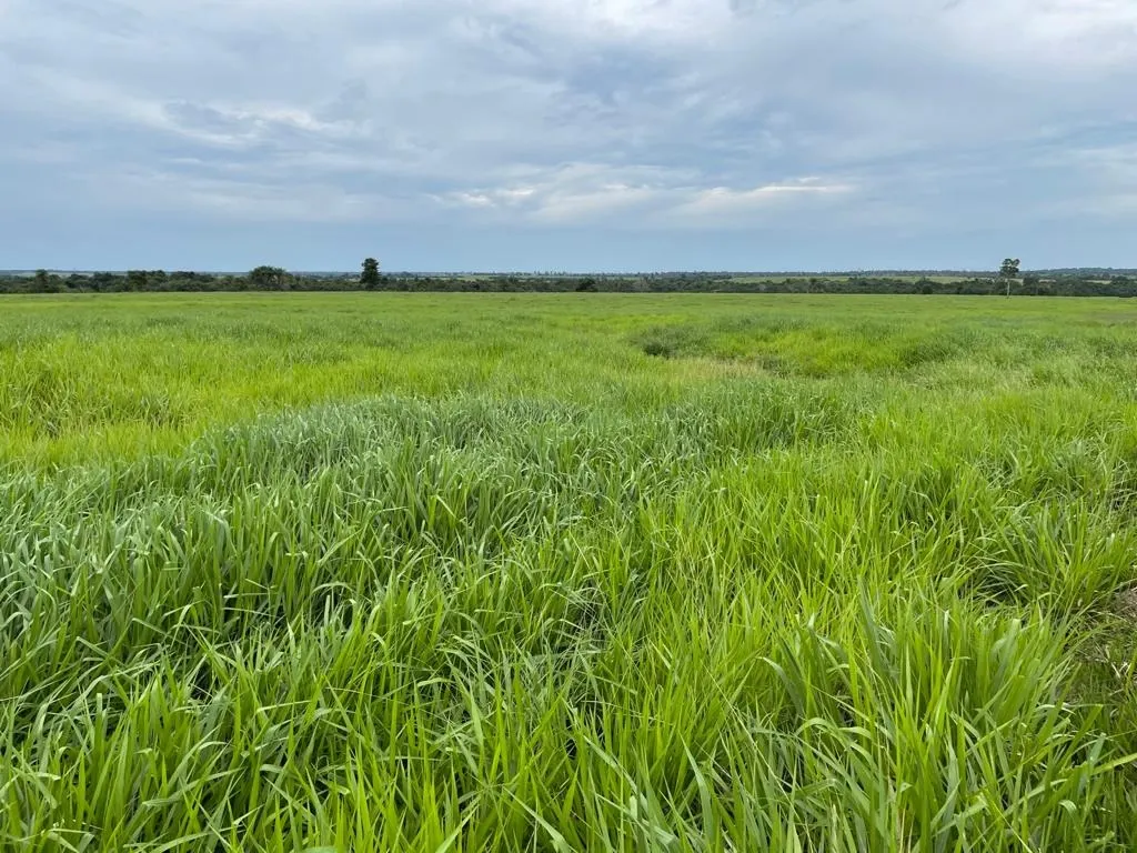 Fazenda à venda de 17.125 ha em Araguaína, TO, Brasil