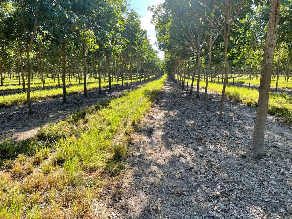 Fazenda à venda de 17.125 ha em Araguaína, TO, Brasil