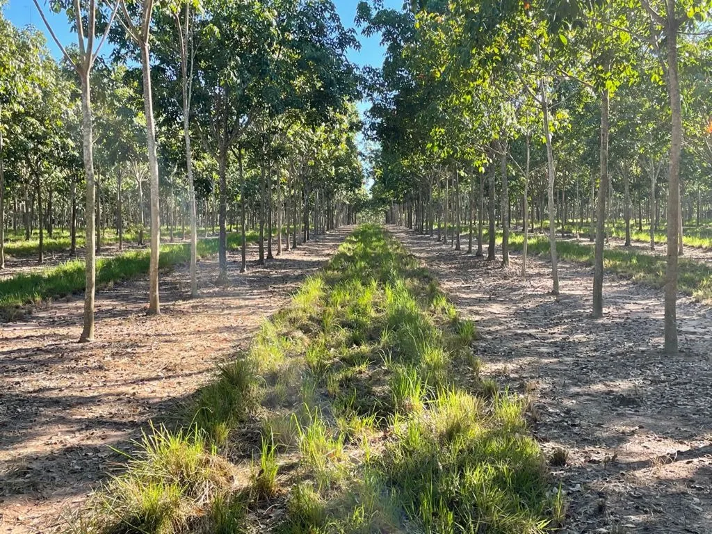 Fazenda à venda de 17.125 ha em Araguaína, TO, Brasil