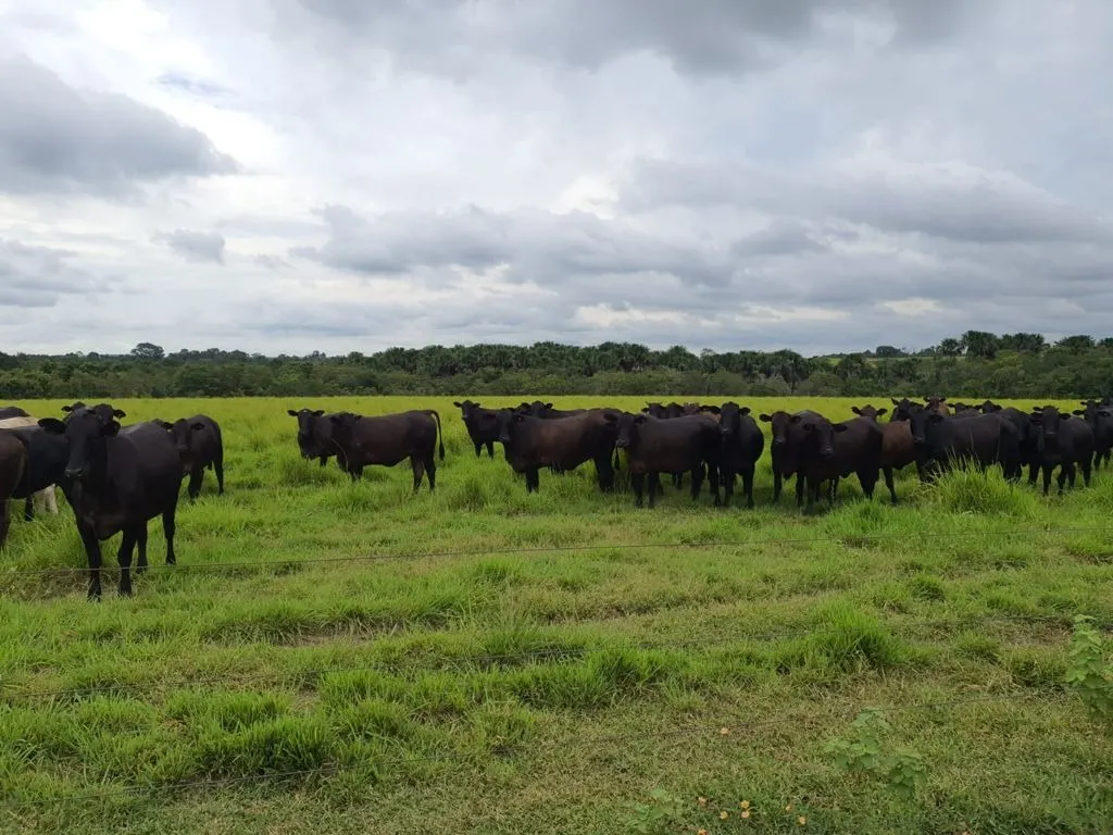 Fazenda à venda de 17.125 ha em Araguaína, TO, Brasil