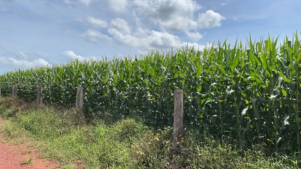 Fazenda à venda de 17.125 ha em Araguaína, TO, Brasil
