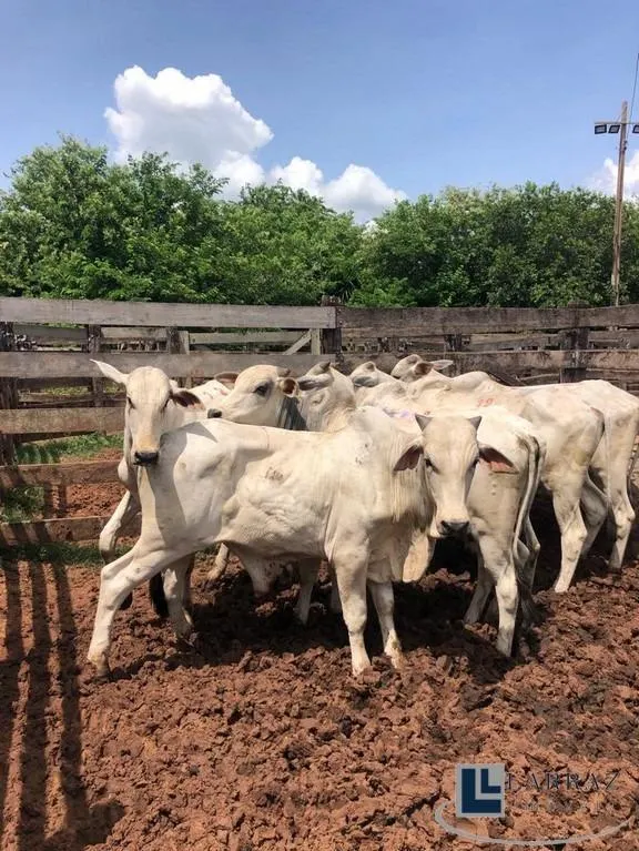 Fazenda à venda de 73 ha em Pirajuí, SP, Brasil