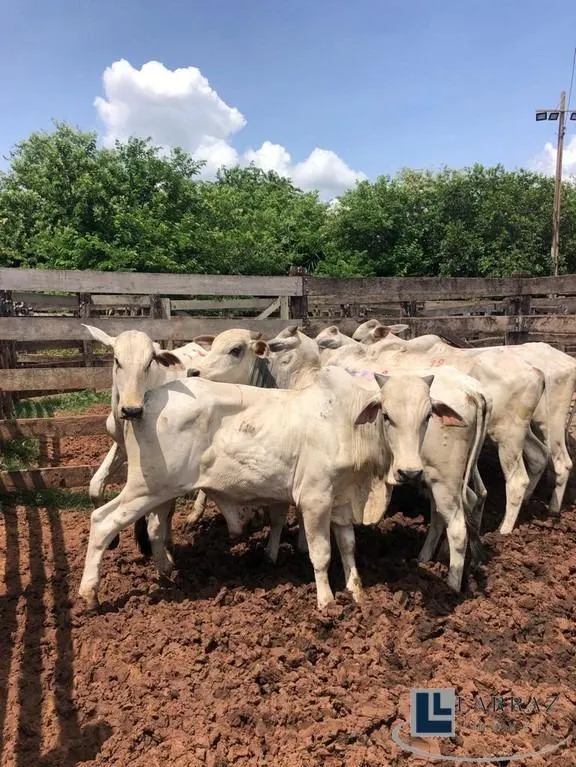 Fazenda à venda de 73 ha em Pirajuí, SP, Brasil