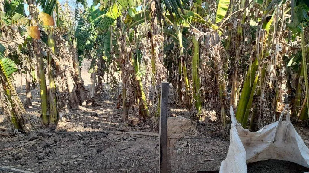 Fazenda à venda de 1.140 ha em Paranatinga, MT, Brasil