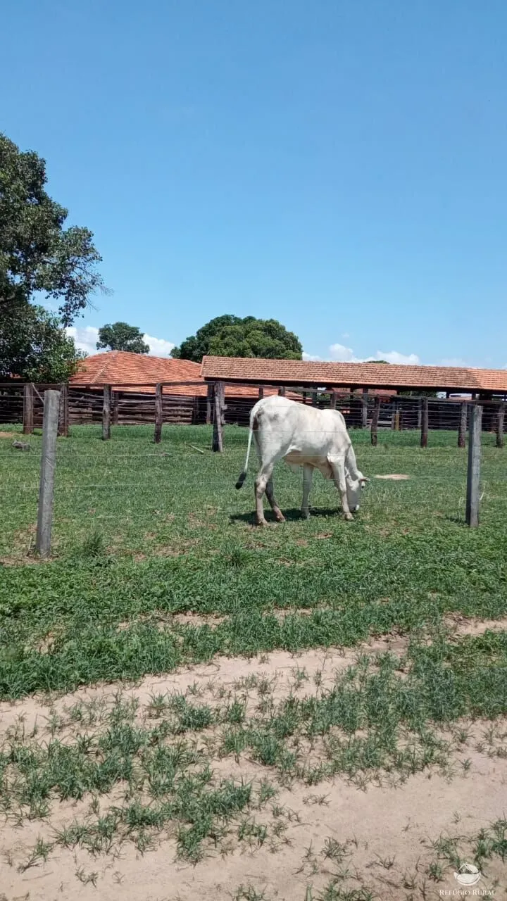 Farm for sale of 1,384 acres in João Pinheiro, MG, Brazil
