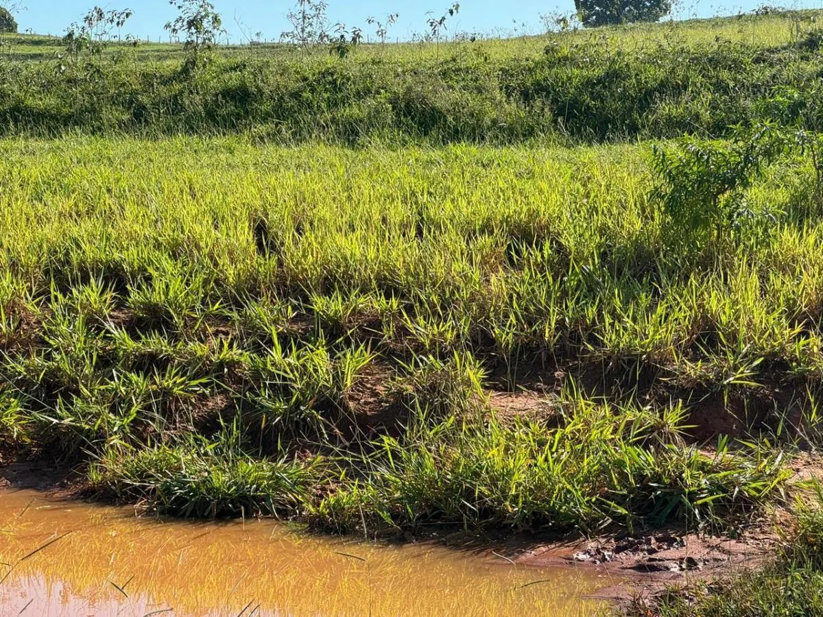 Fazenda à venda de 153 ha em Borebi, SP, Brasil