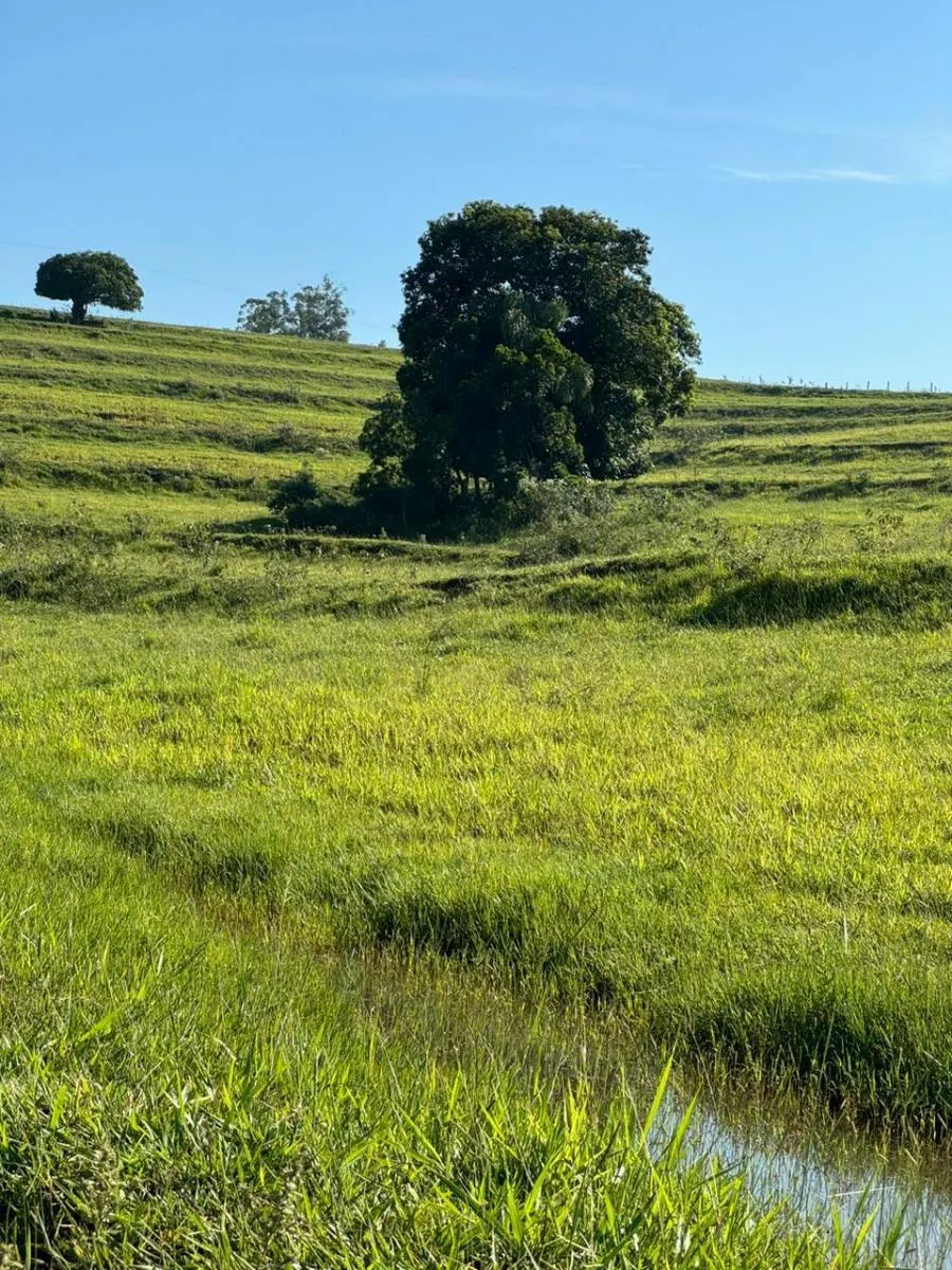 Fazenda à venda de 153 ha em Borebi, SP, Brasil